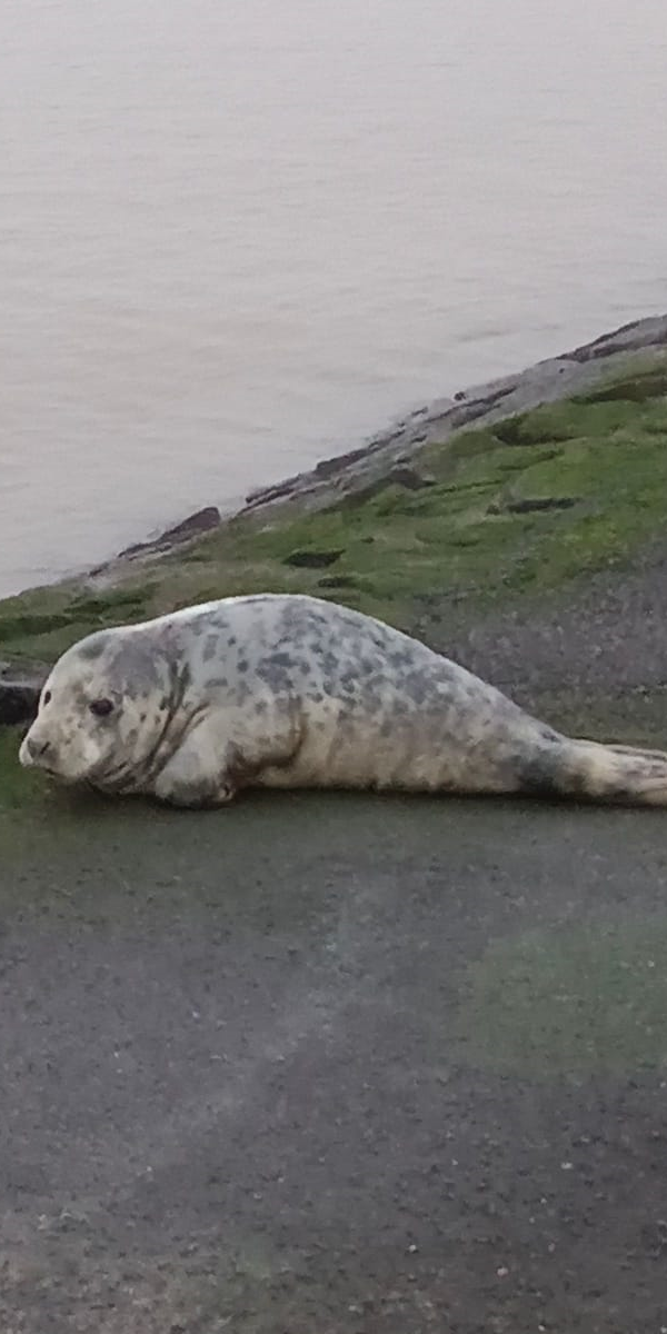 Robbenbaby am Strand Robbenbaby am Strand