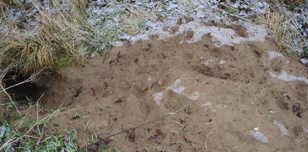 Wir entdecken Dachsspuren Wir entdecken Dachsspuren