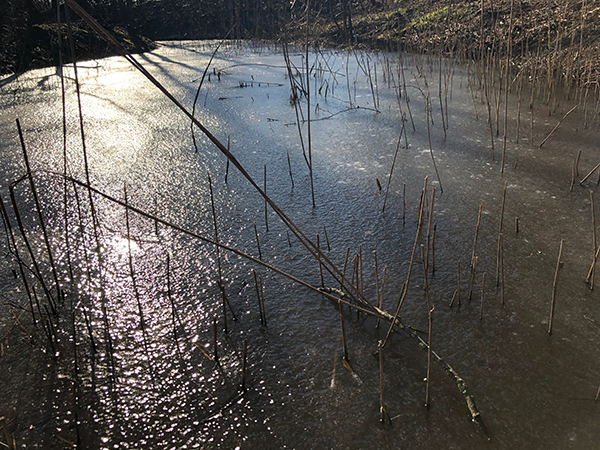 Unser Biotop bei Frost... Unser Biotop bei Frost...