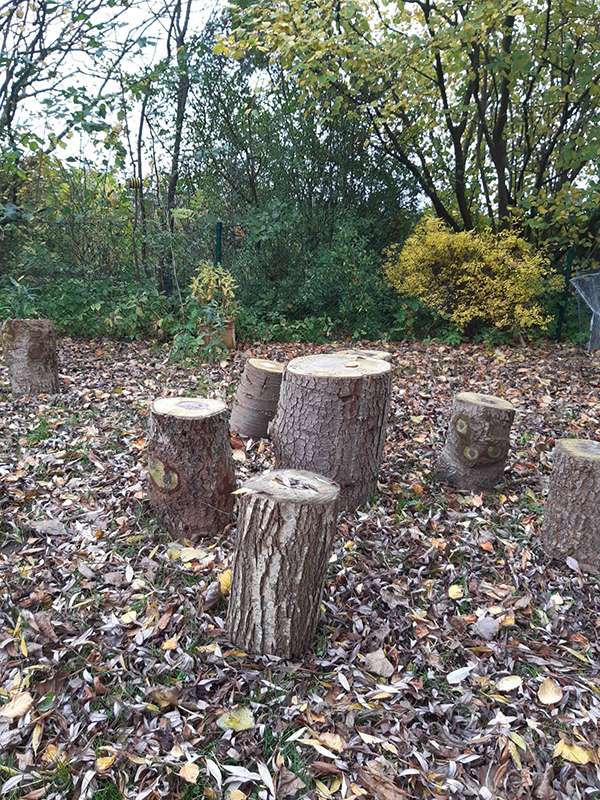 Wildblumenwiese der Schule am Meer Wildblumenwiese der Schule am Meer
