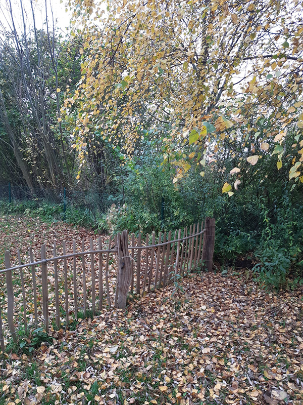 Wildblumenwiese der Schule am Meer Wildblumenwiese der Schule am Meer